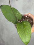 Hoya sp. Gayo Lues NAPC-009