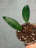 Hoya pubicalyx ‘Reva’