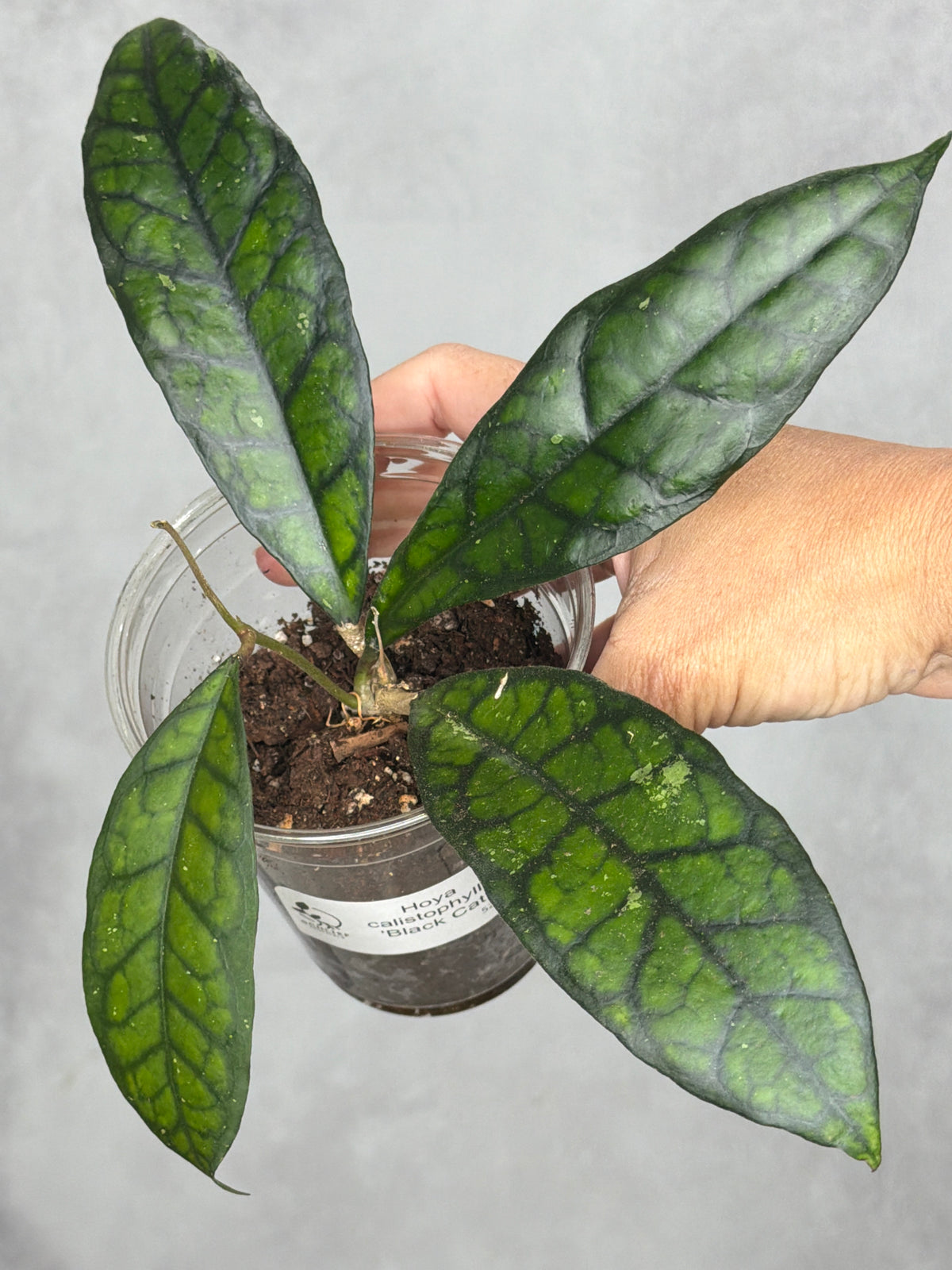 Hoya calistophylla 'Black Cat'