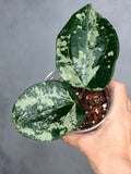 Hoya latifolia 'MRH'
