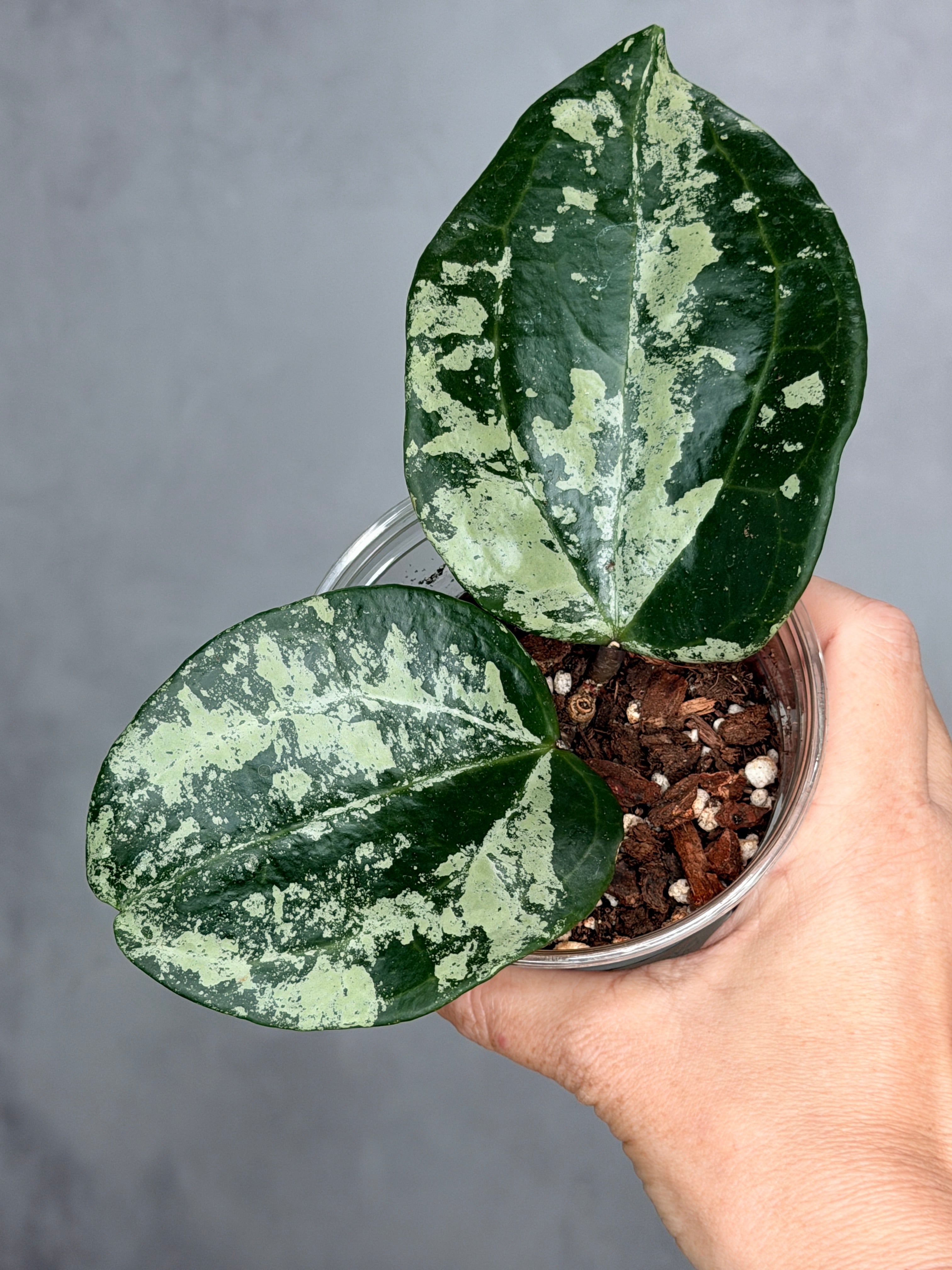Hoya latifolia 'MRH'