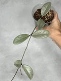 Hoya carnosa ‘Wilbur Graves’ (Silver)