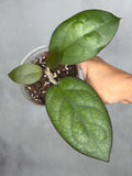 Hoya 'Mayumi' UPT002