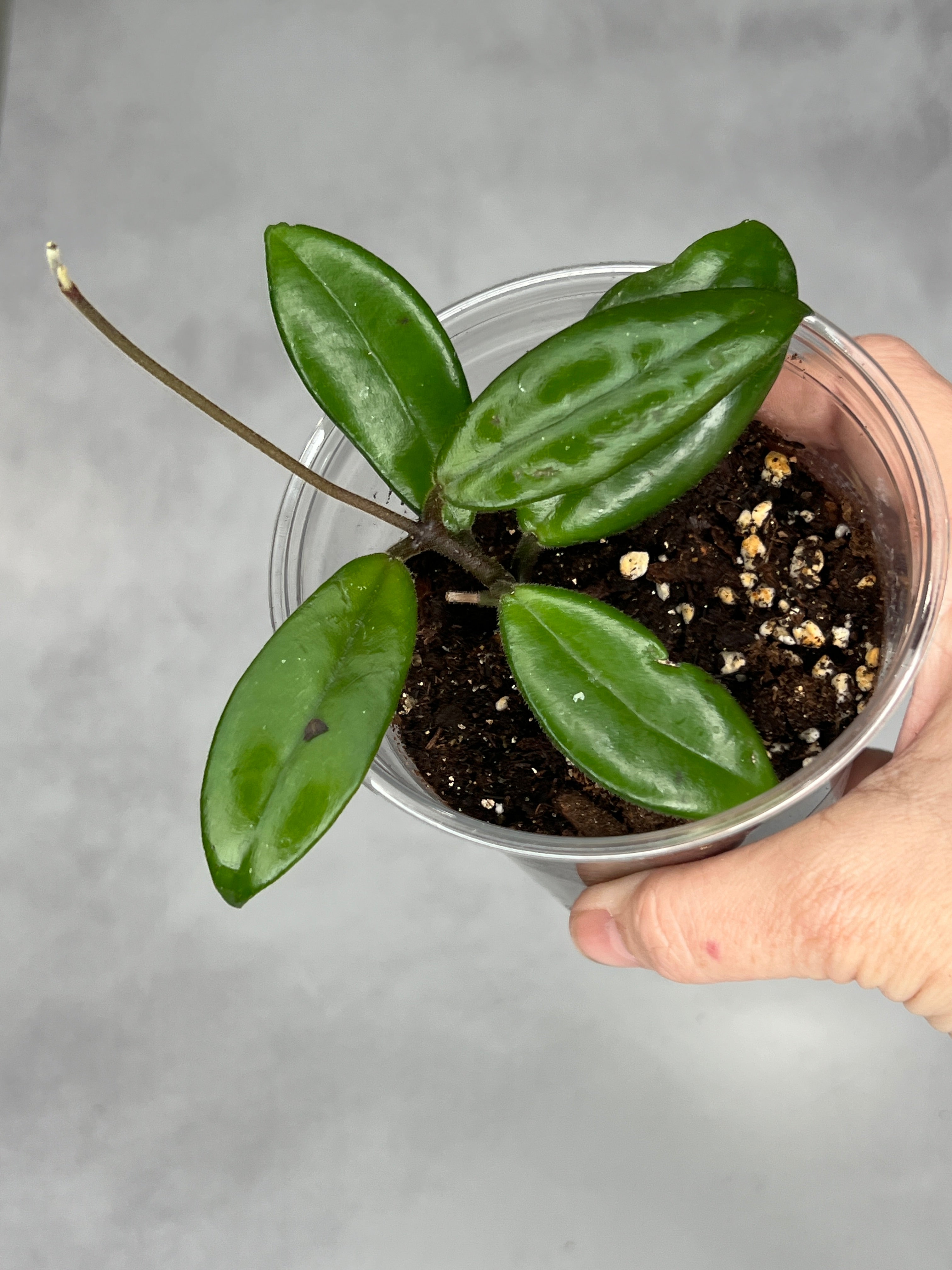 Hoya salweenica