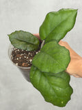 Hoya nervosa x vitellina