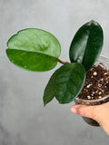Hoya 'Col. Meekins' 3