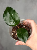 Hoya fungii x pubicalyx RHP'