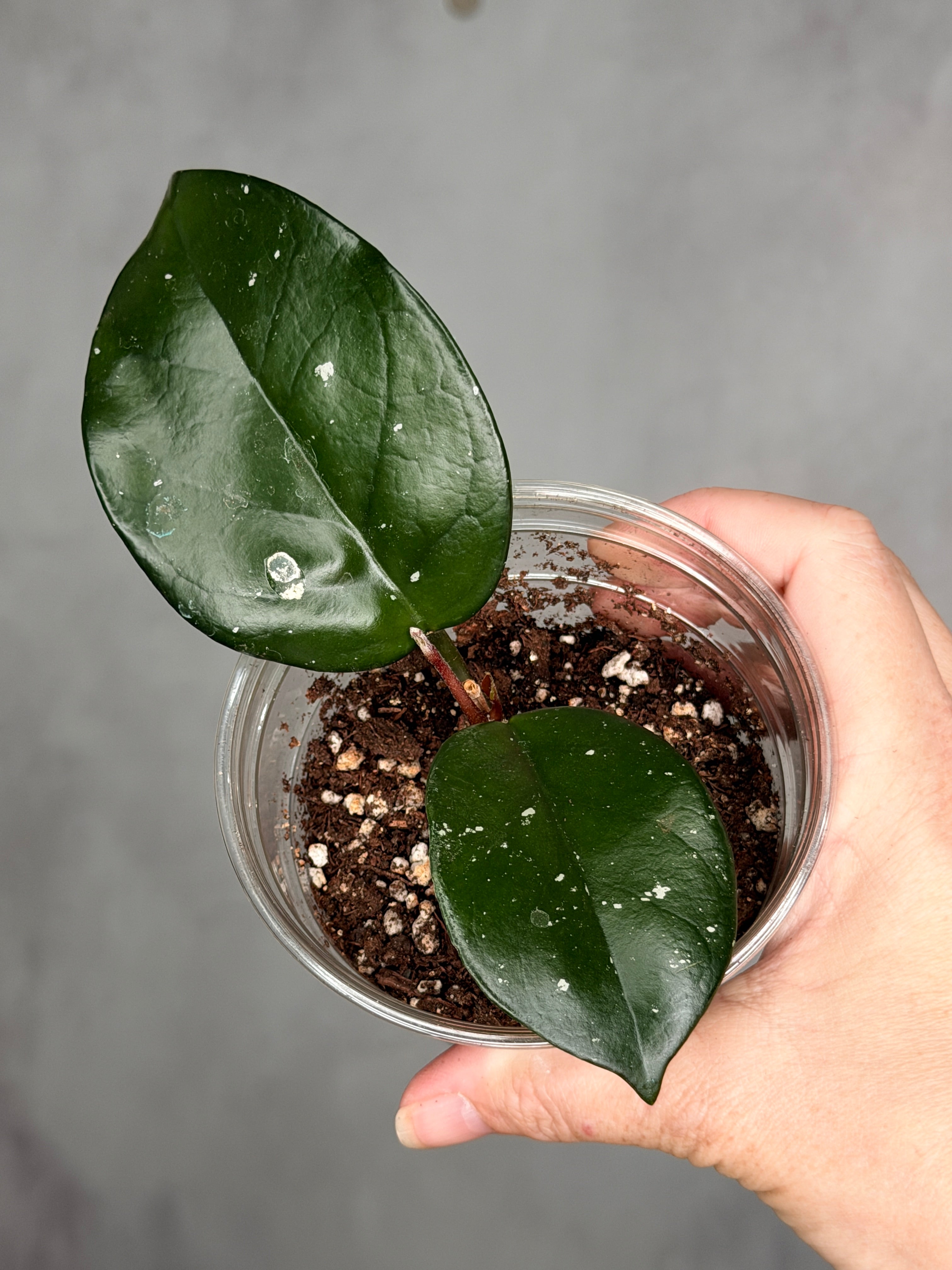 Hoya fungii x pubicalyx RHP'