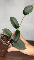 Hoya sp Sumbawa