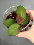 Hoya ‘Aramelon’ UPT012