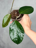 Hoya 'Penny Candy'