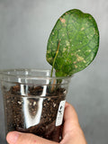 Hoya sp. aff forbessi UT012