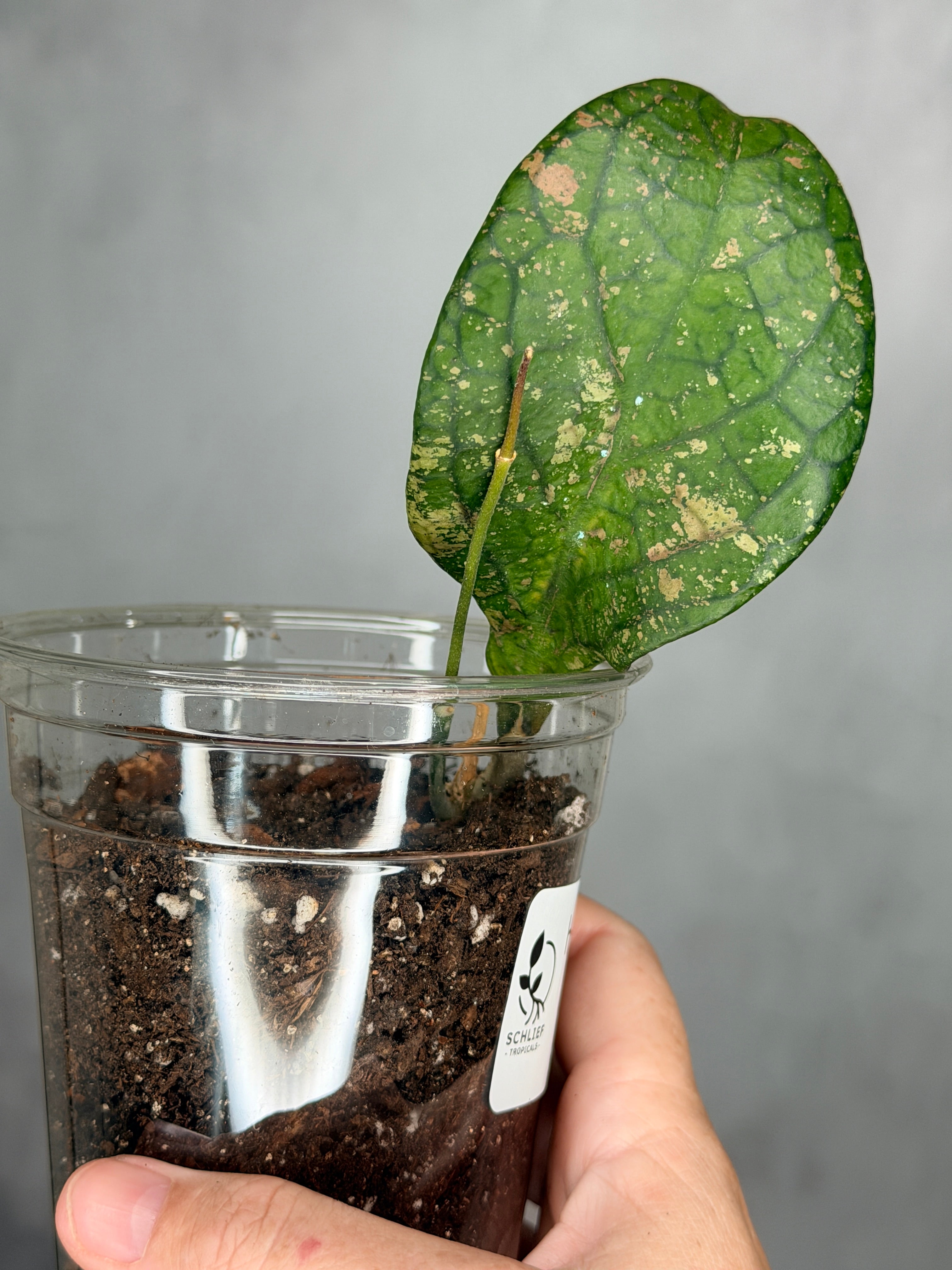 Hoya sp. aff forbessi UT012