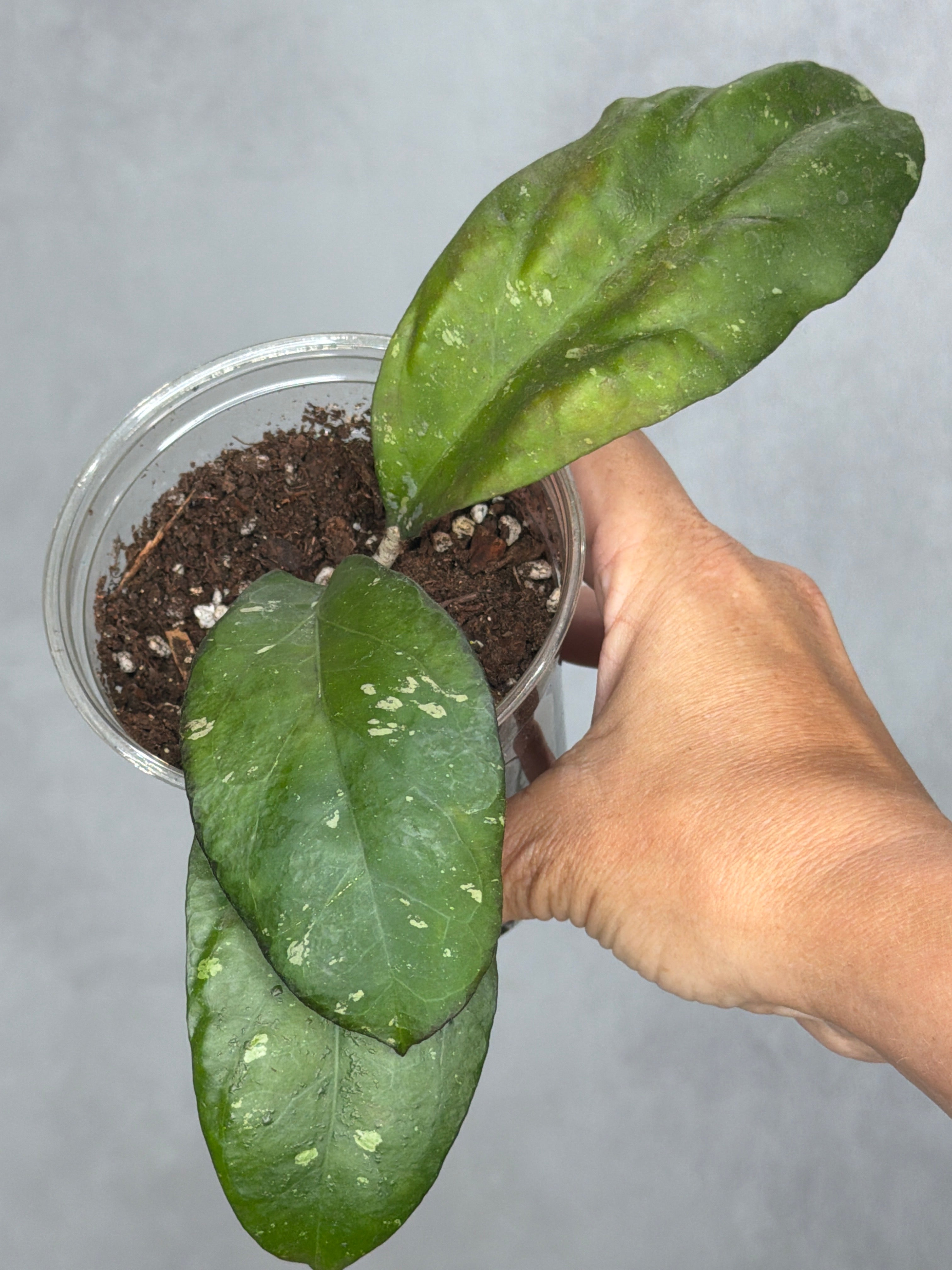 Hoya sp. AH049