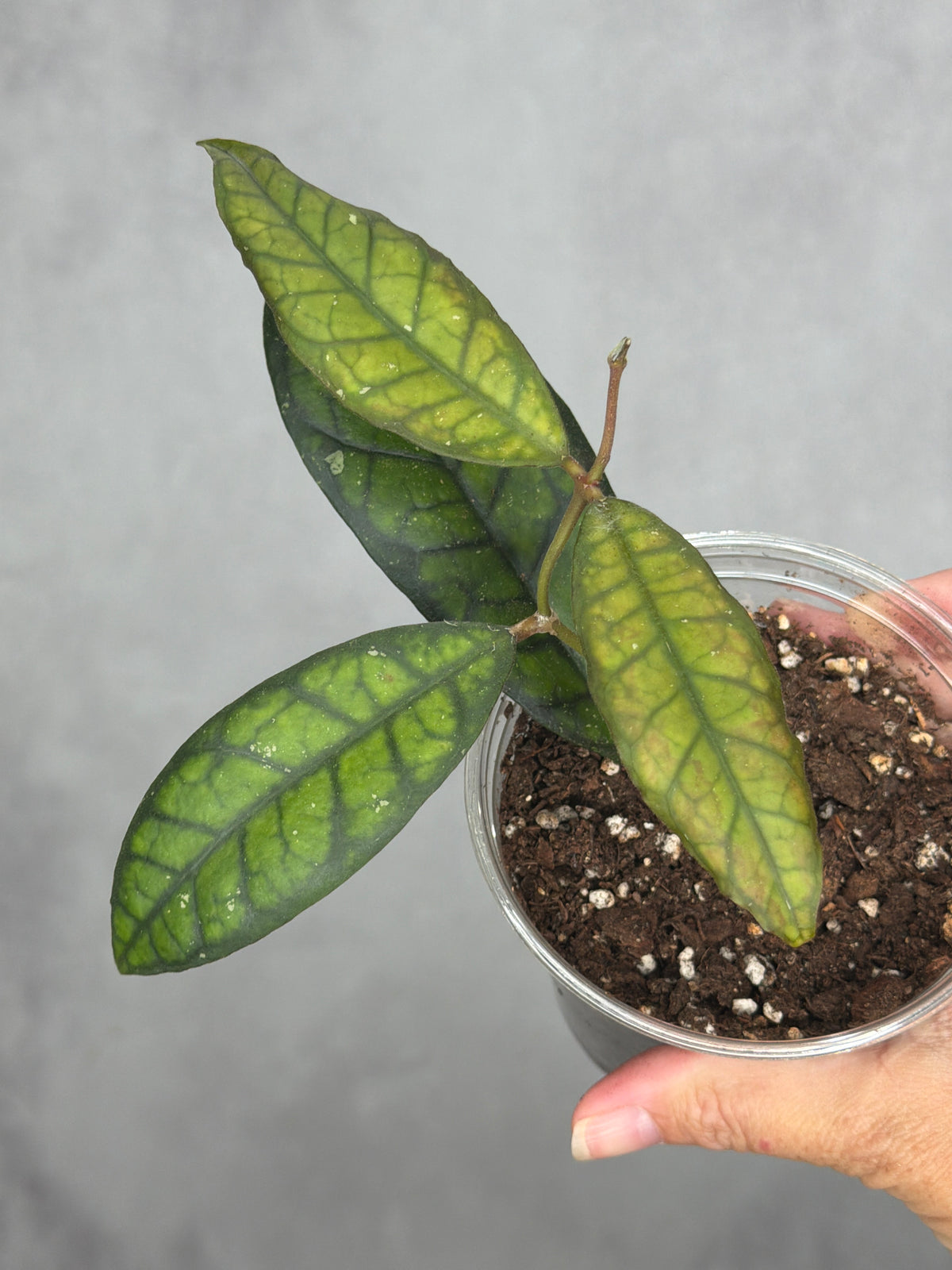 Hoya calistophylla 'Black Cat'