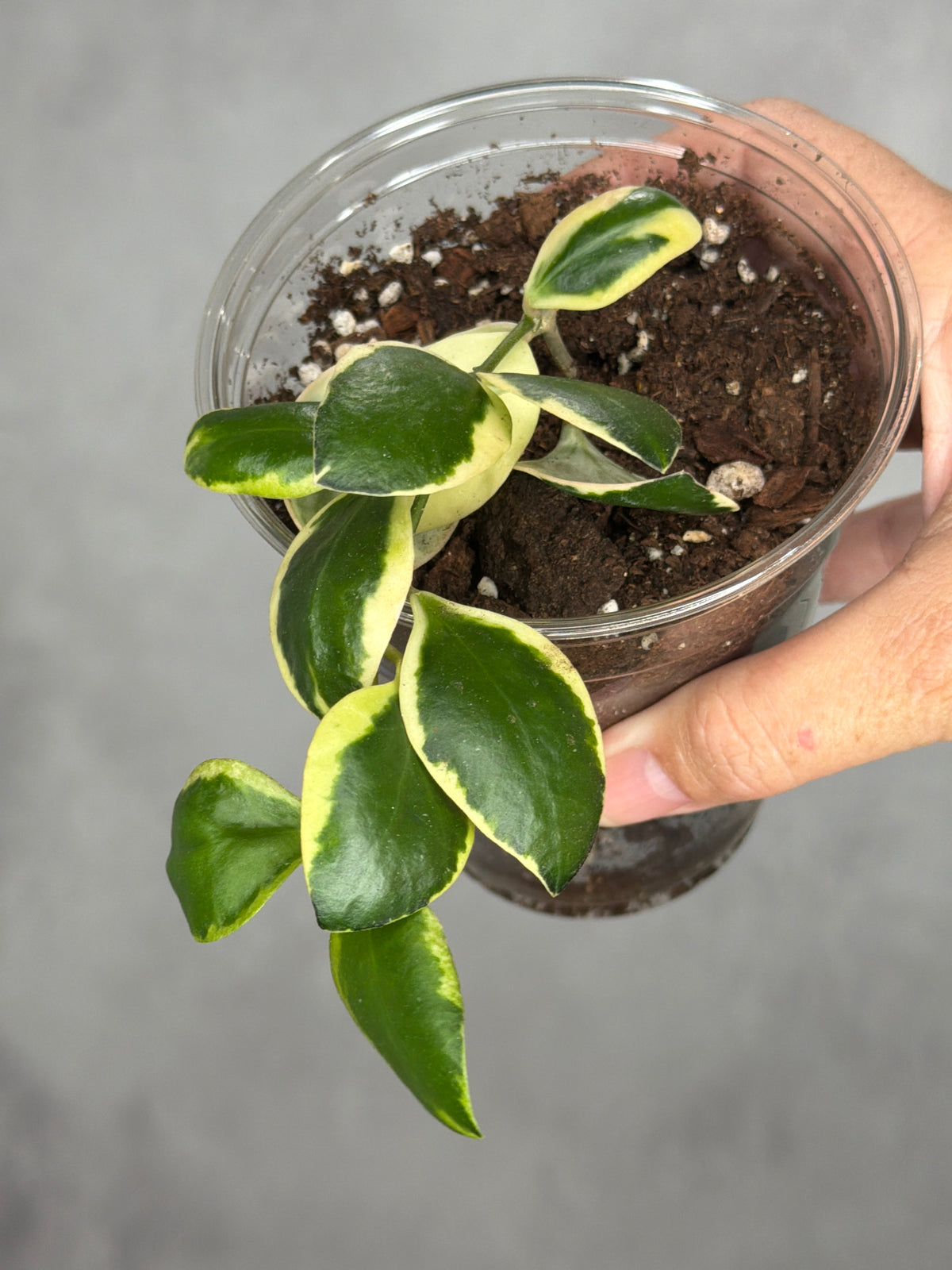 Hoya incurvula 'Palta'