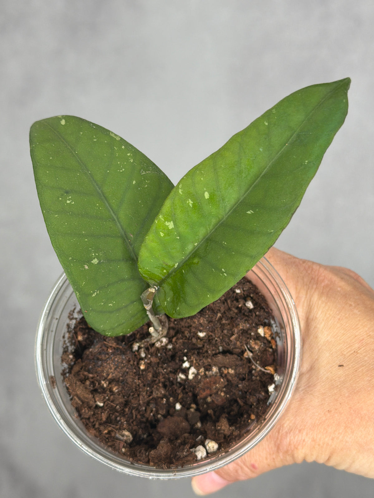 Hoya sp. Gayo Lues (NAPC-009)
