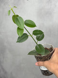 Hoya madulidii