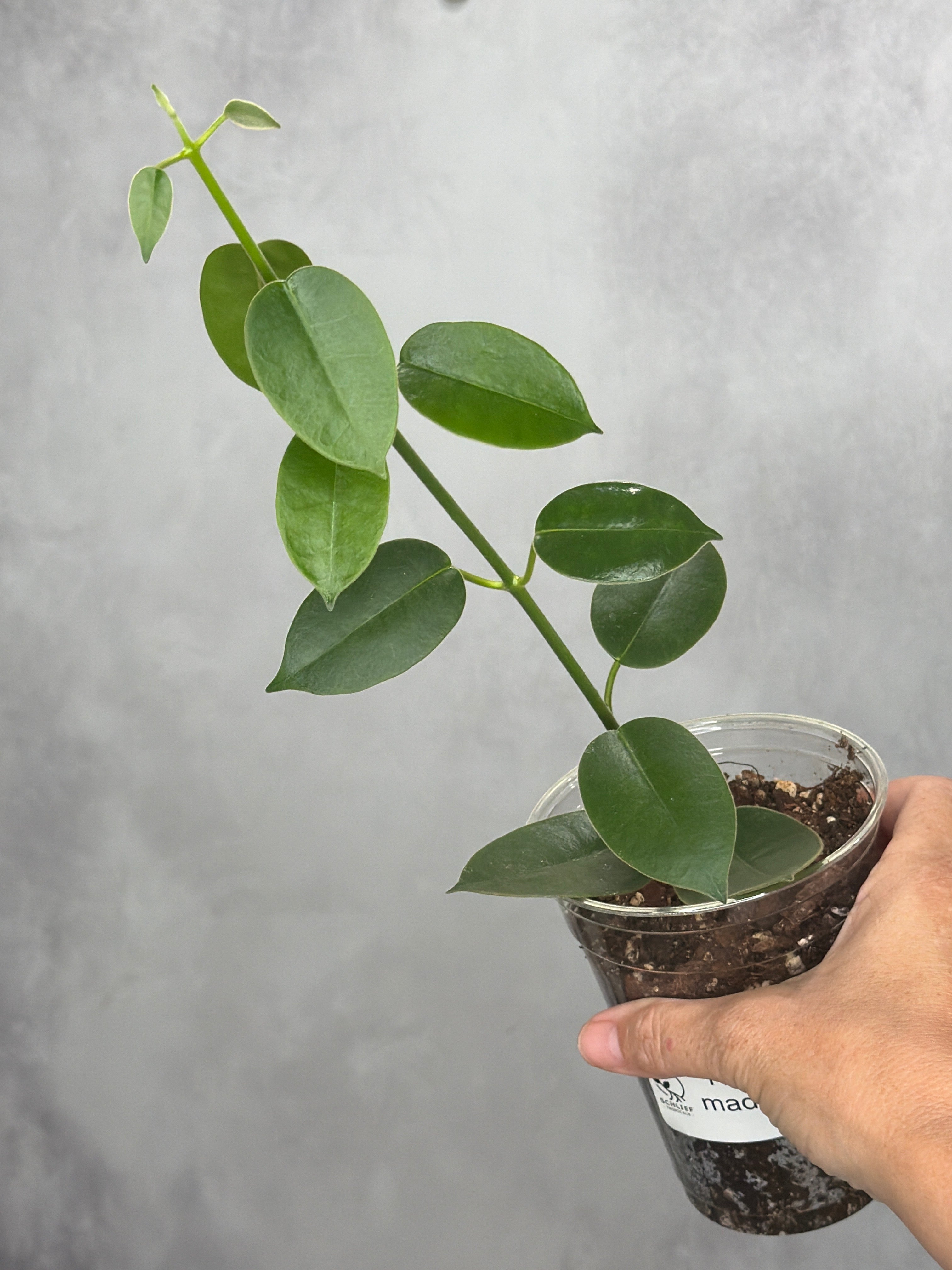 Hoya madulidii