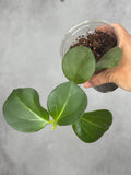 Hoya subquintuplinervis