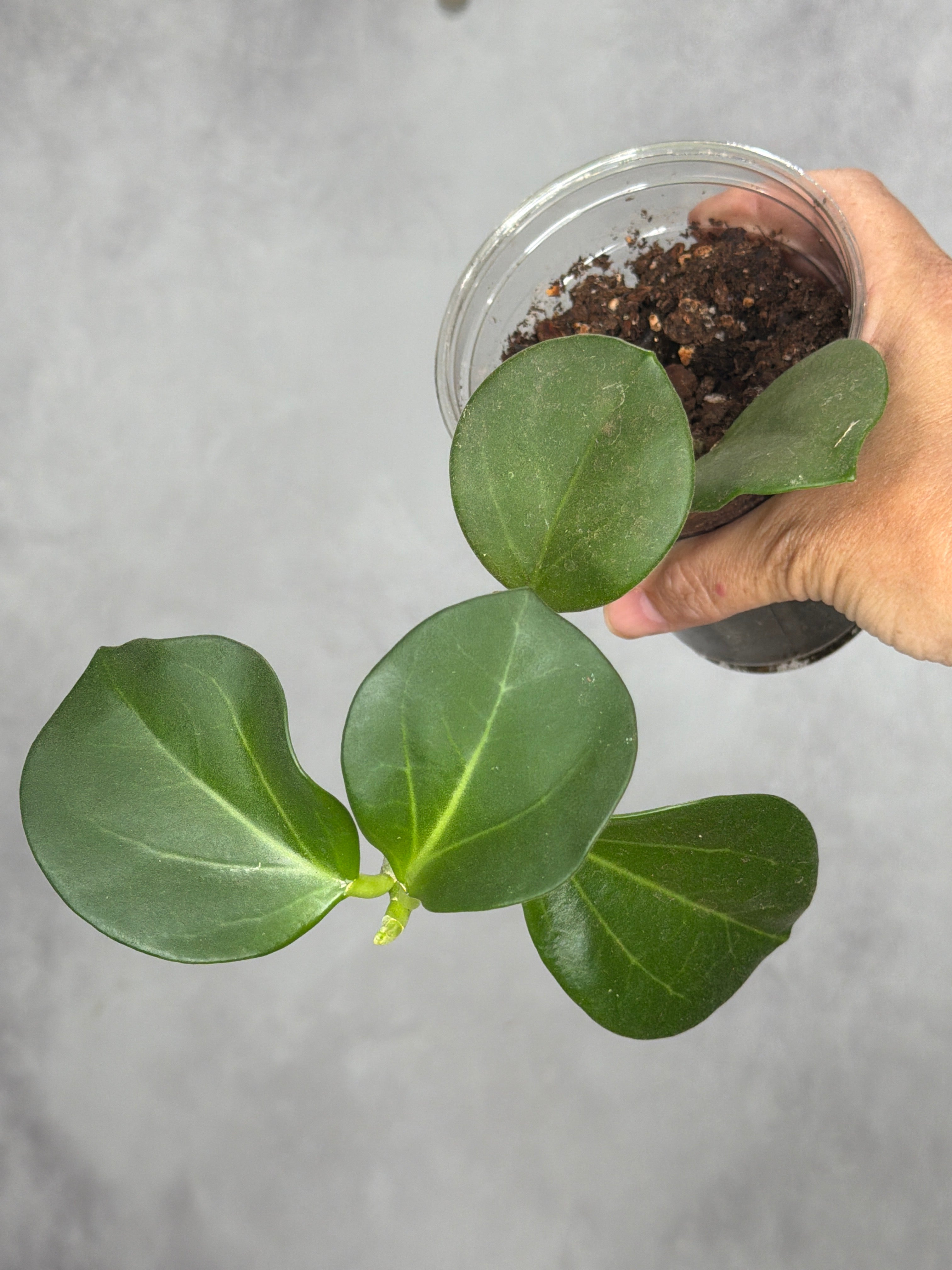 Hoya subquintuplinervis