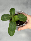 Hoya sp. RCX 50
