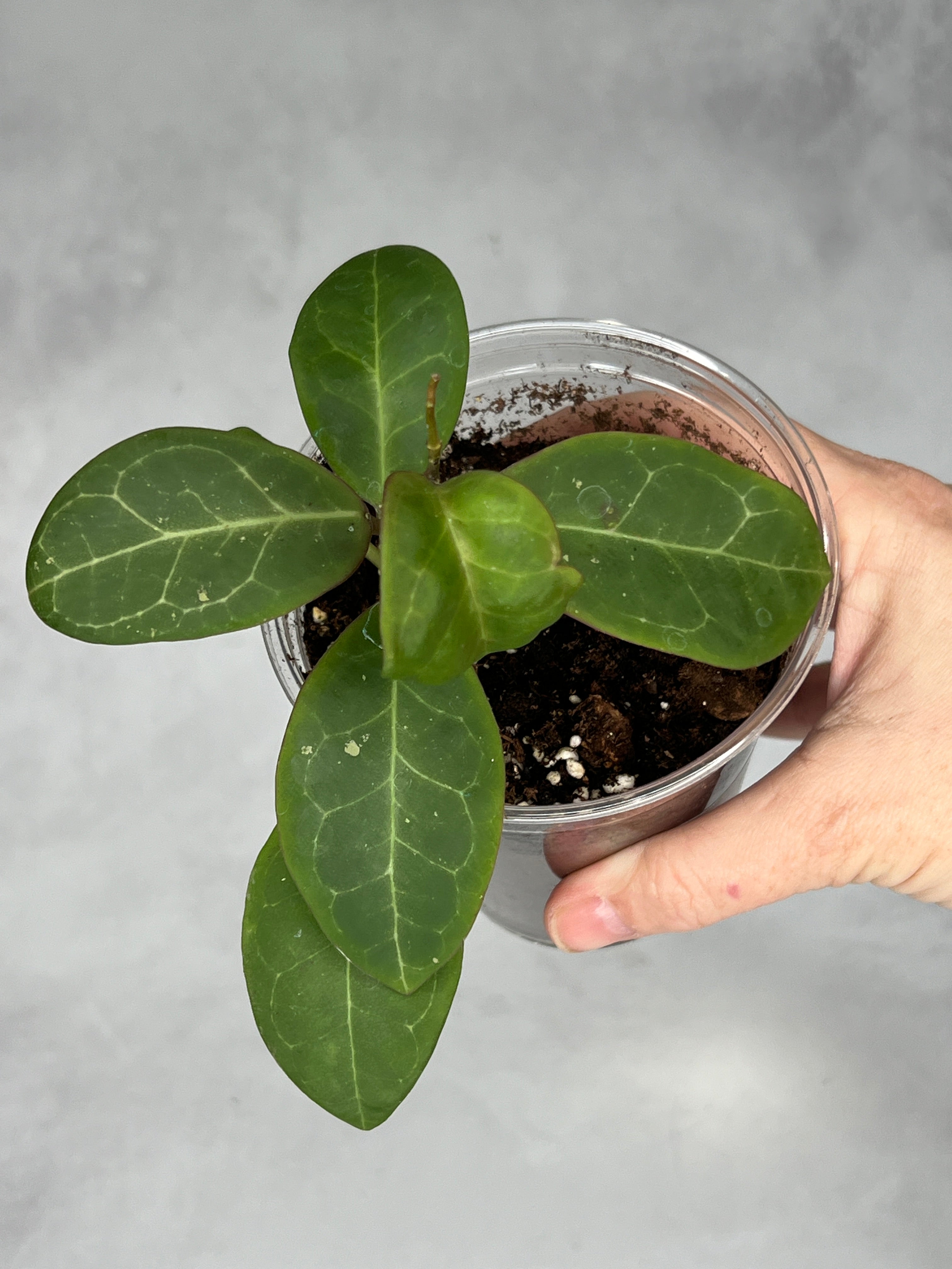 Hoya sp. RCX 50