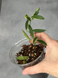 Hoya tsangii (outer variegated)