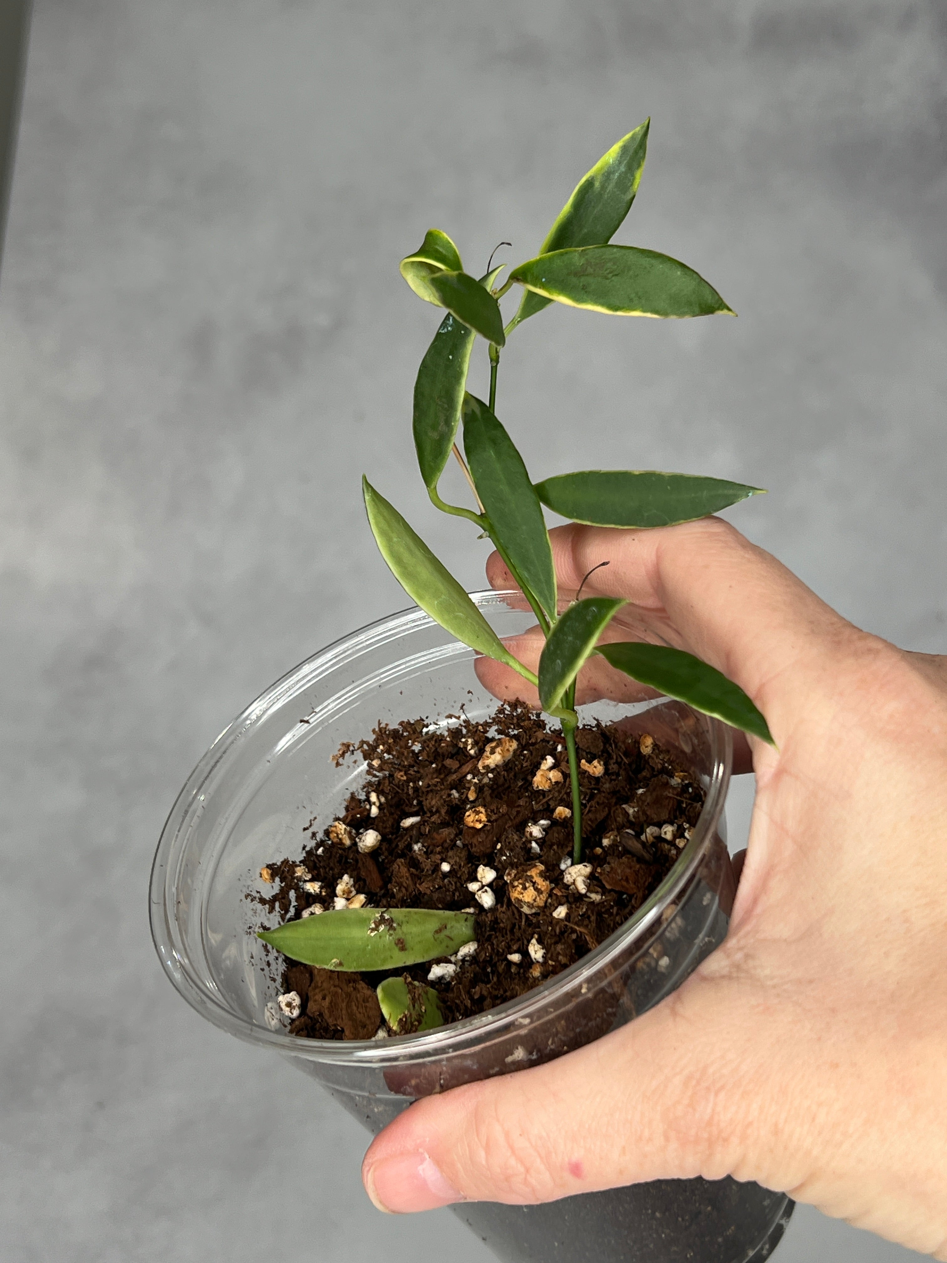 Hoya tsangii (outer variegated)