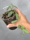 Hoya nummalariodes (silver)