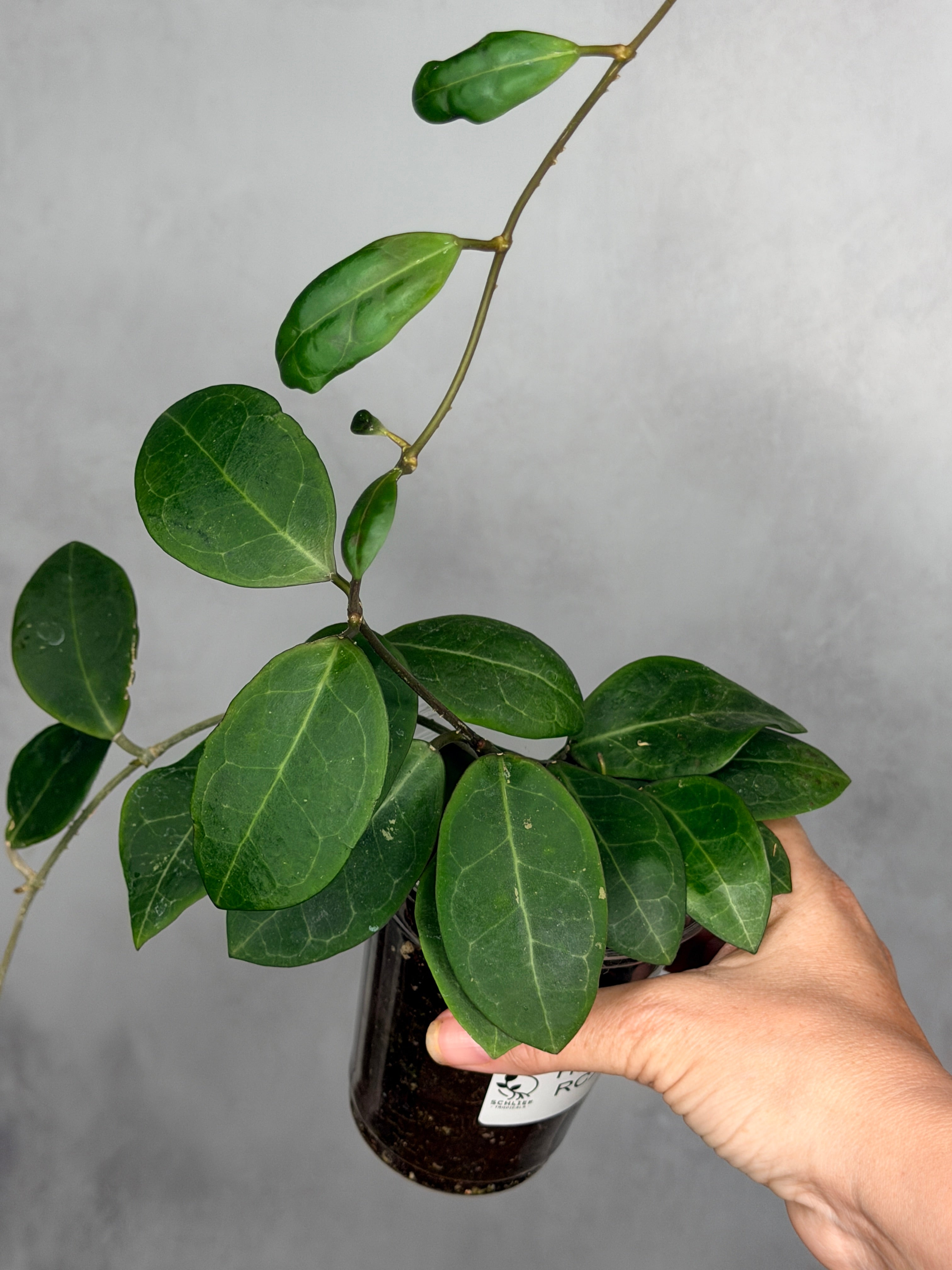 Hoya sp. RCX-50