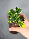 Hoya heuschkeliana (outer variegated)