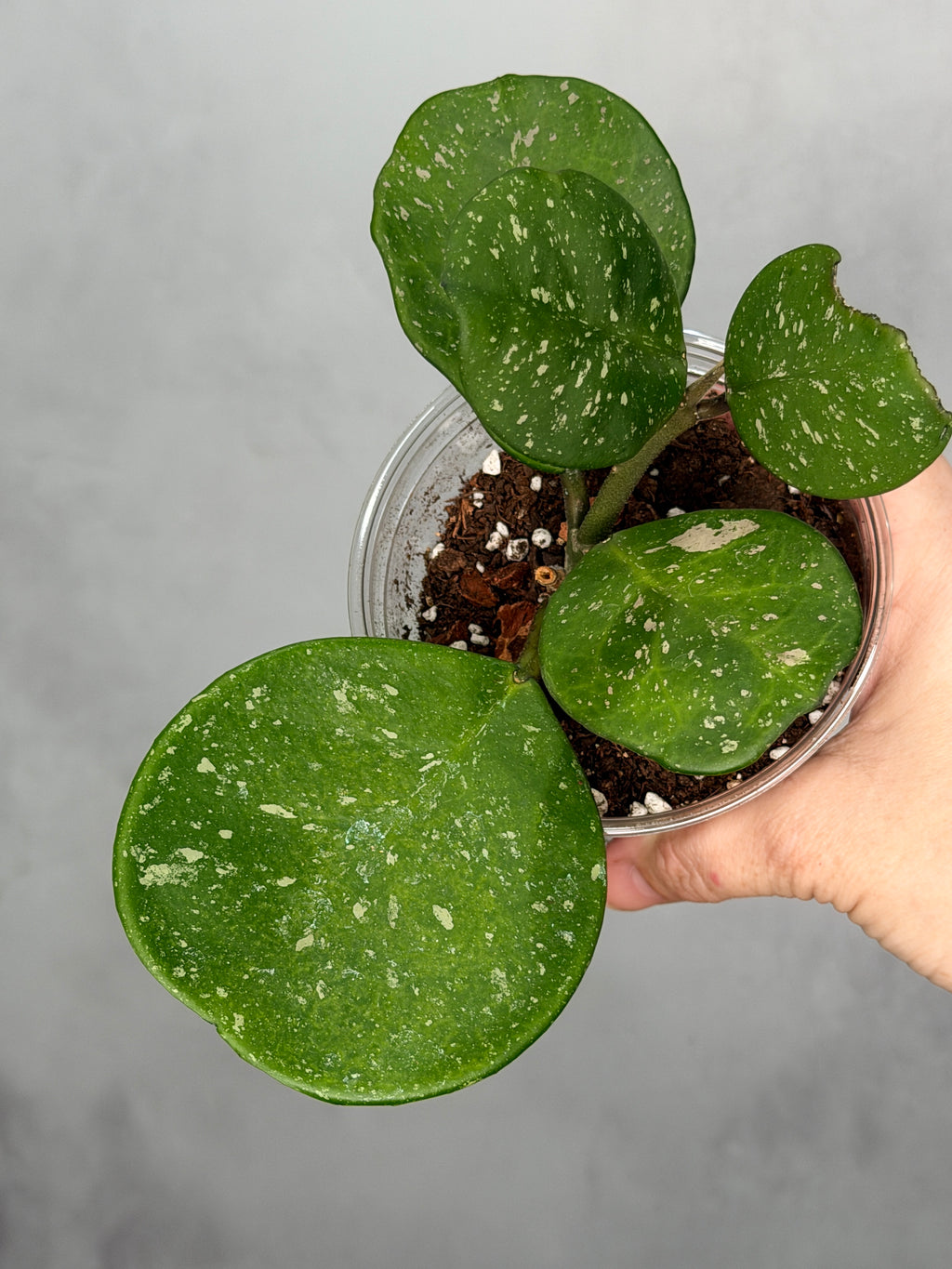 Hoya ‘Davids Green Cup’