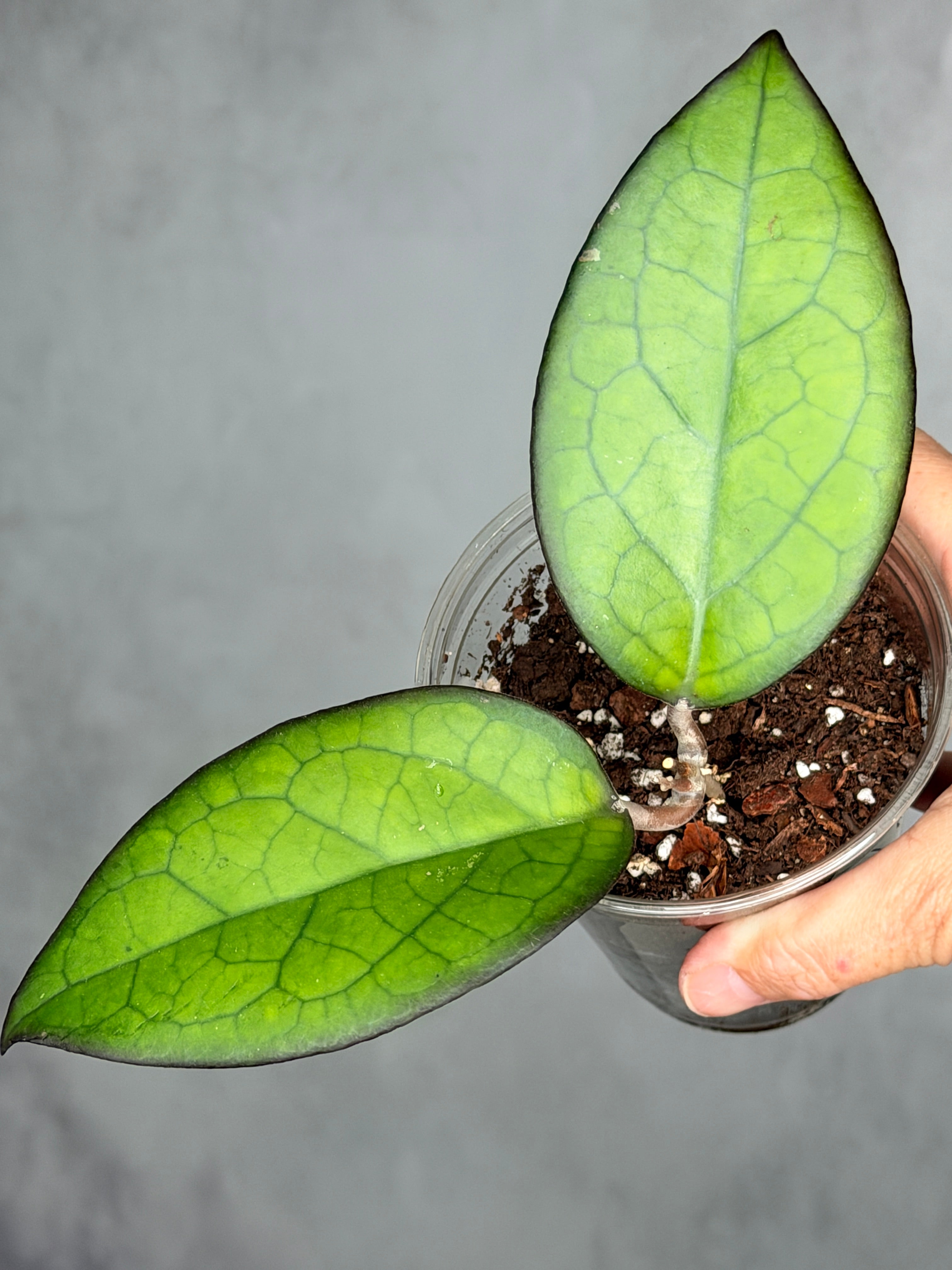 Hoya "Mayumi" UPT002