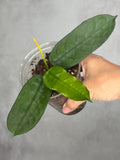 Hoya motoskei