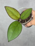 Hoya 'Mayumi' (UPT002)