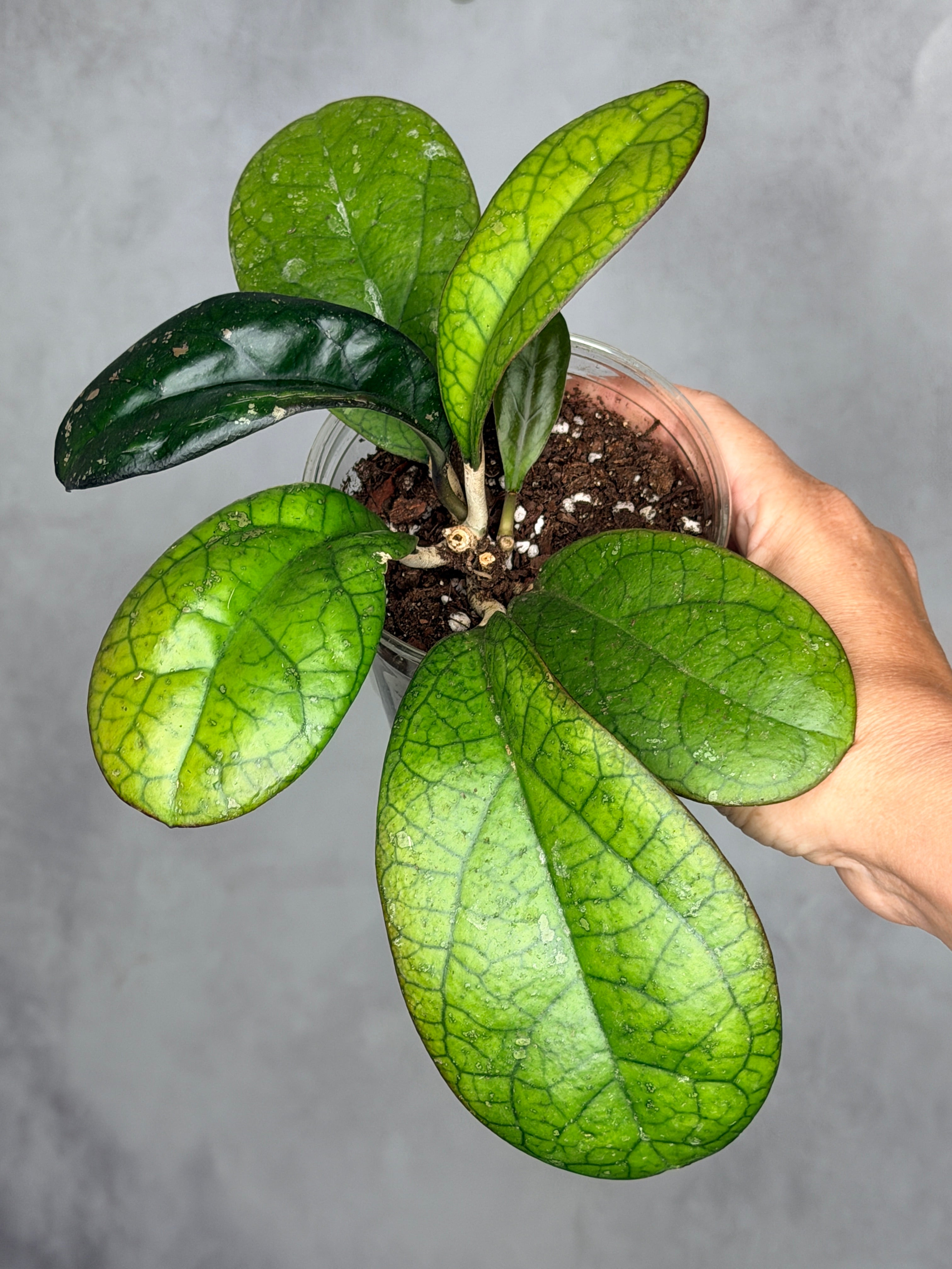Hoya 'Mojii'