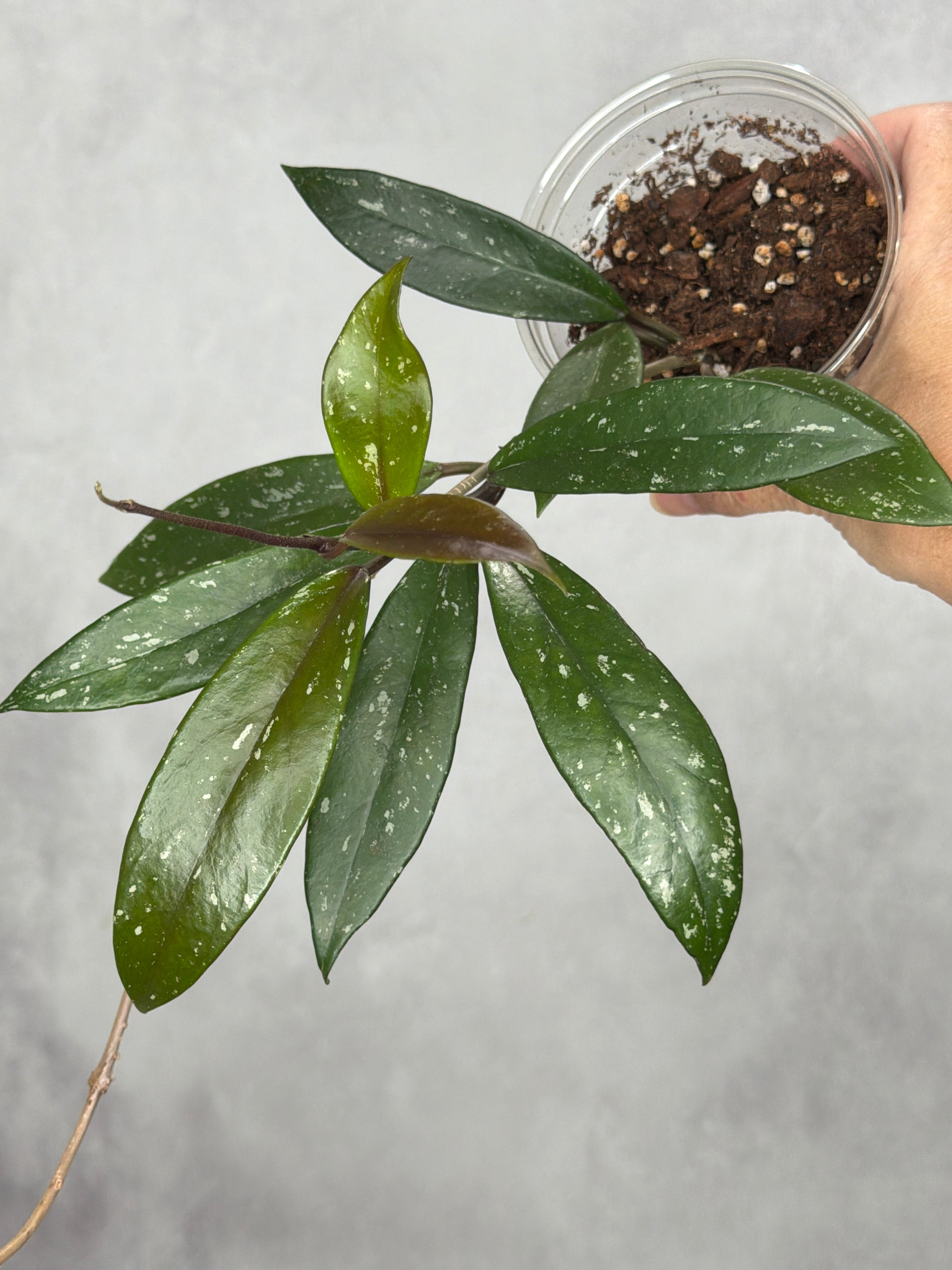 Hoya pubicalyx 'Black Dragon'