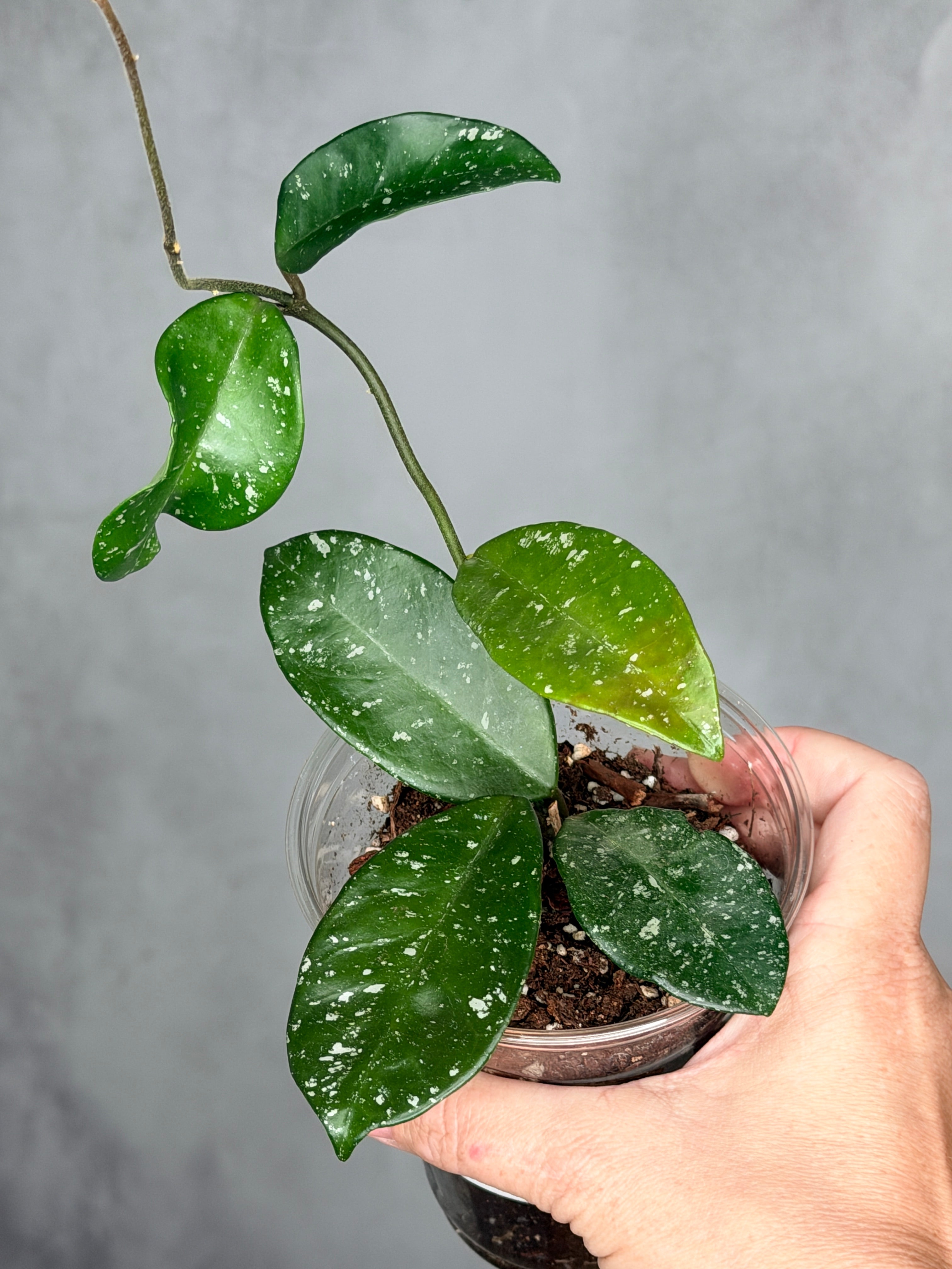 Hoya 'Heidi'