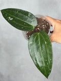 Hoya clandestina