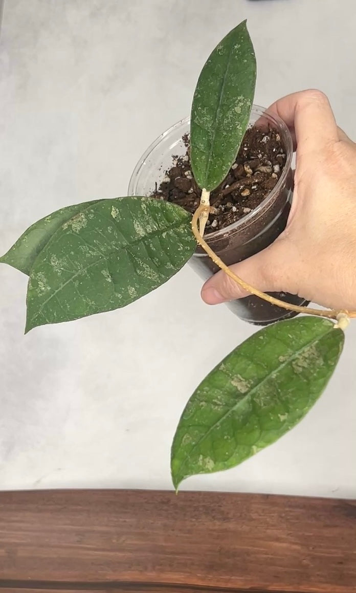 Hoya sp. aff Lambii
