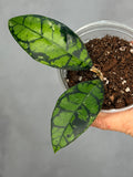 Hoya calistophylla