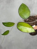 Hoya sp. KSB-01