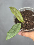 Hoya 'Jita' (silver)