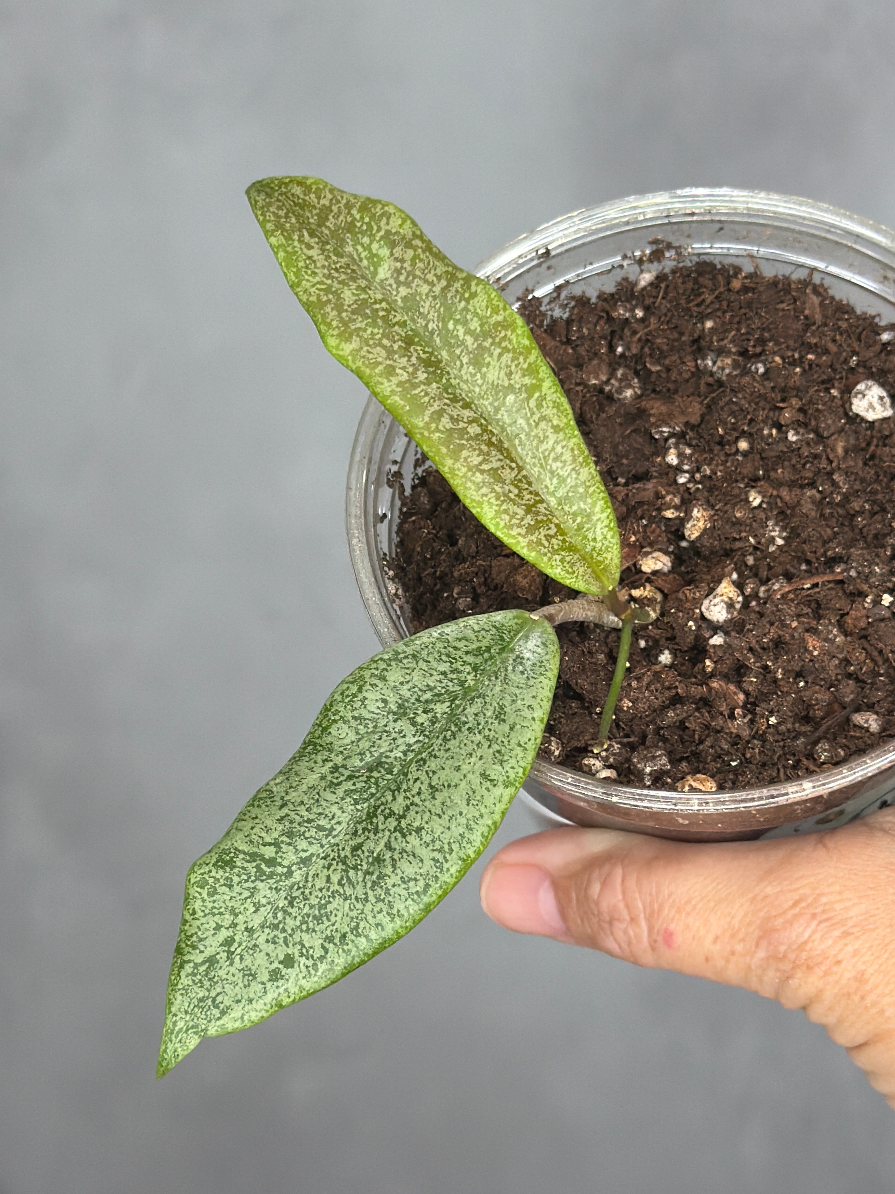 Hoya 'Jita' (silver)