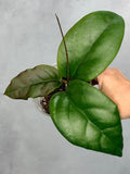 Hoya sp RHM 24226-kp05