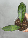 Hoya calistophylla 'Black Cat'