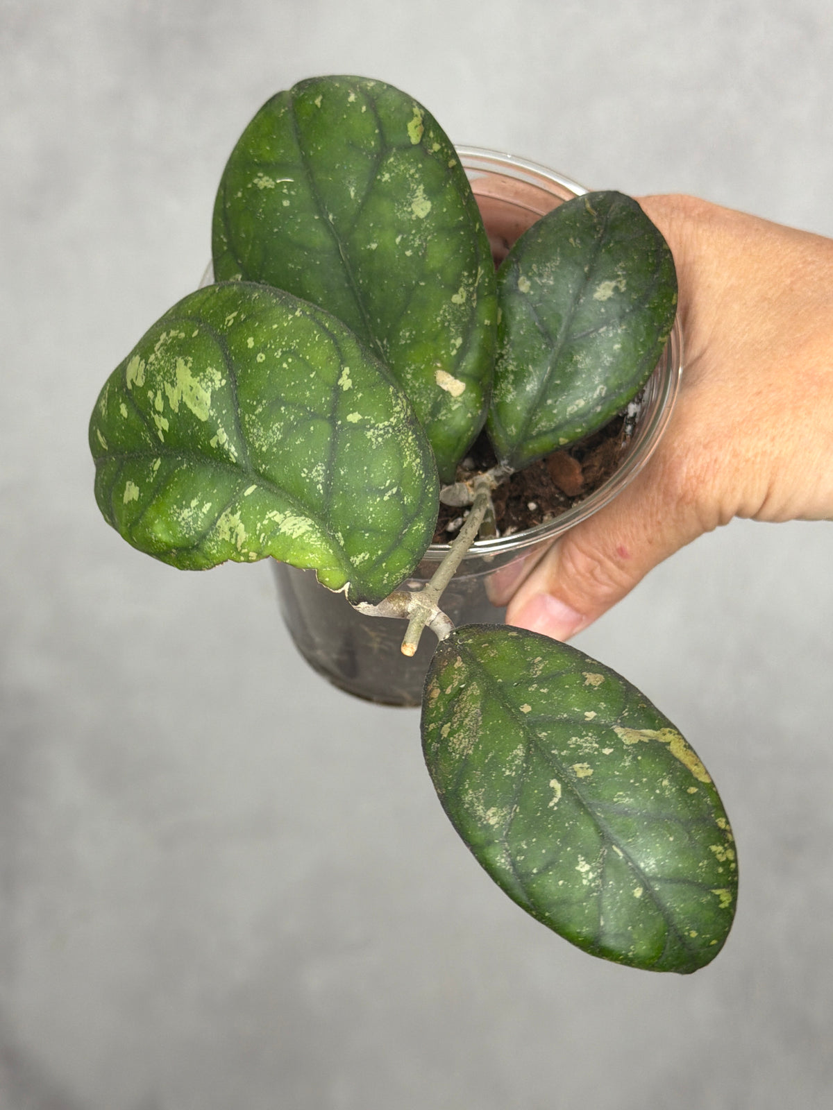 Hoya 'Larisa'