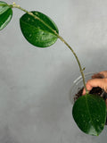 Hoya sp. Khun Tan