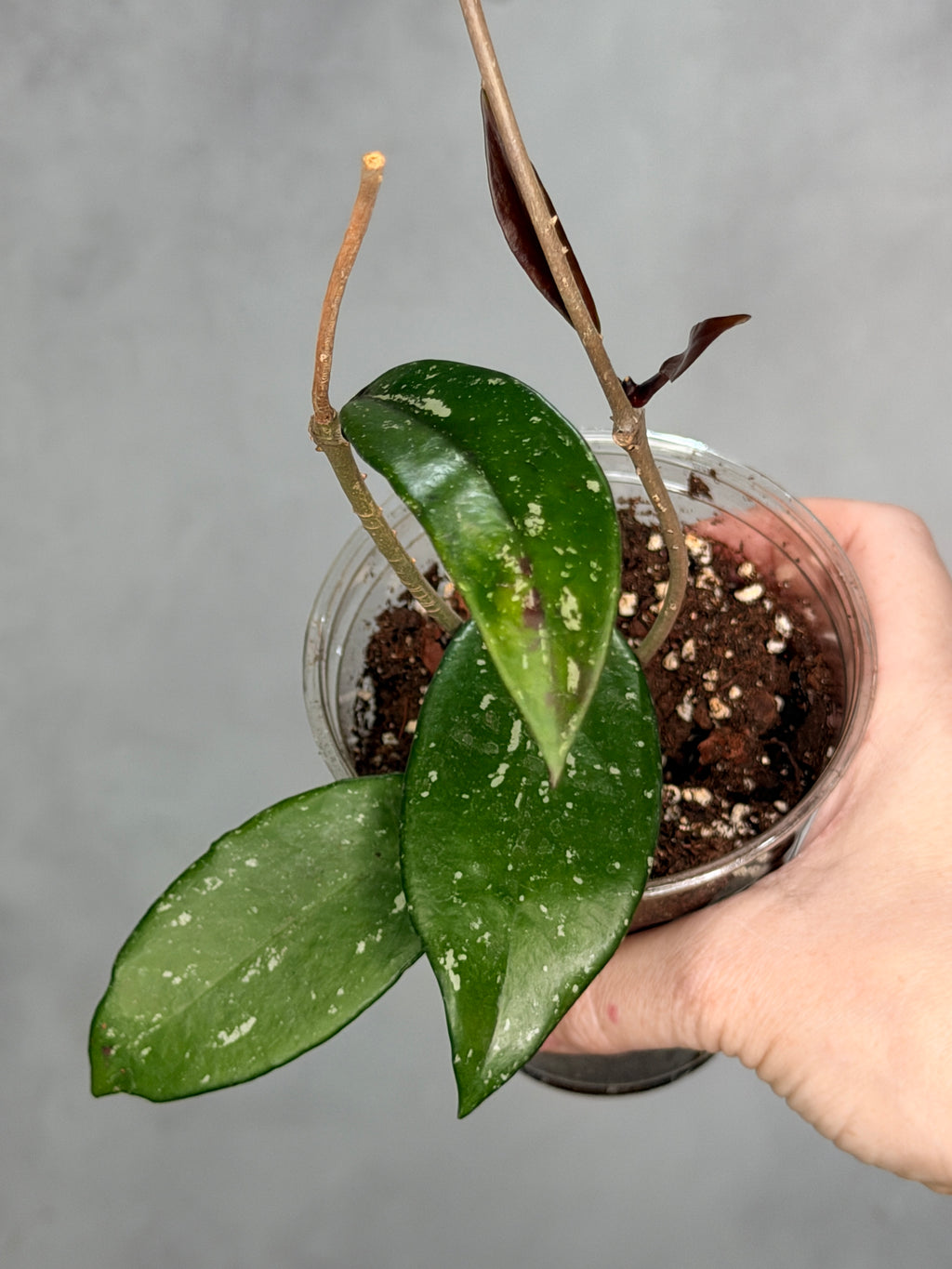 Hoya pubicalyx ‘Reva’